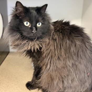 Domestic Long Hair Cats Available for Adoption in Park City, Utah - Unagi | PetCurious