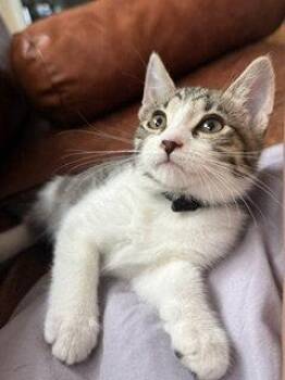 BLACK -  Domestic Short Hair Cat for Adoption in Woodland, California - BLACK | PetCurious