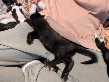 Ruffles -  Domestic Short Hair Cat for Adoption in Chicago, Illinois - Ruffles | PetCurious