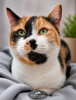 Jill -  Domestic Short Hair Cat Available for Adoption in Grayling, Michigan - Jill | PetCurious