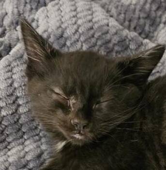 Sesame -  Domestic Short Hair Cat for Adoption in Chicago, Illinois - Sesame | PetCurious