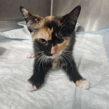 Oriental -  Domestic Short Hair Cat for Adoption in Greensboro, North Carolina - Oriental | PetCurious