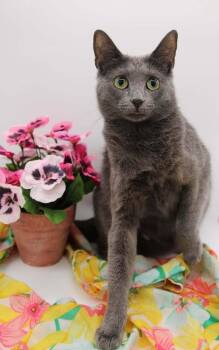 Graphite -  Domestic Short Hair Cat for Adoption in Muskegon, Michigan - Graphite | PetCurious