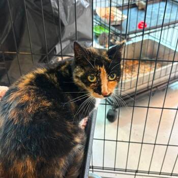 Leona -  Domestic Short Hair Cat for Adoption in Huntington, West Virginia - Leona | PetCurious