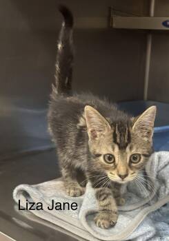 Domestic Short Hair Cats Available for Adoption in Ulster, Pennsylvania - Liza Jane | PetCurious