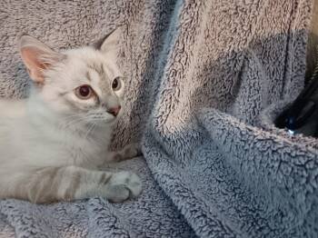 Bean -  Siamese Cat for Adoption in North East, Maryland - Bean | PetCurious