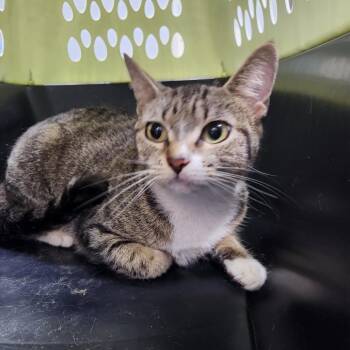 Domestic Short Hair Cats Available for Adoption in Summerville, South Carolina - Ora | PetCurious