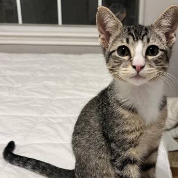 Biscotti -  Domestic Short Hair Cat for Adoption in Lewisville, Texas - Biscotti | PetCurious