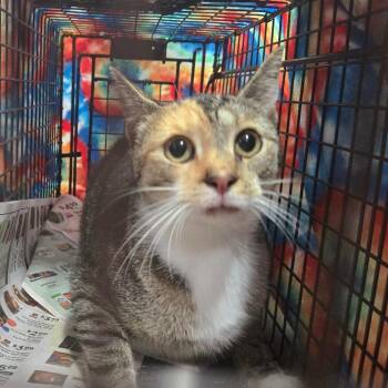 Nana -  Domestic Short Hair Cat for Adoption in Newark, New Jersey - Nana | PetCurious