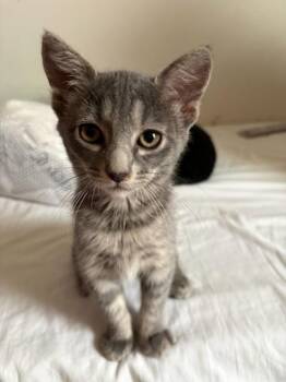 Dodge -  Domestic Short Hair Cat for Adoption in Rochester, Washington - Dodge | PetCurious