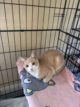 Rescue Domestic Short Hair Cats for Adoption in Statesboro, Georgia - Nugget | PetCurious