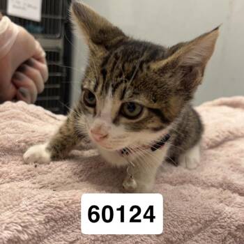 Domestic Short Hair Cats Available for Adoption in Chico, California - Adeline | PetCurious