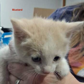 Mustard -  Domestic Medium Hair Cat for Adoption in Lakewood, Colorado - Mustard | PetCurious