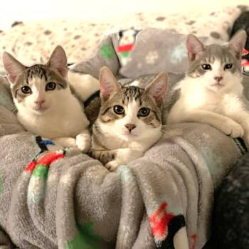 Domestic Short Hair Cats Available for Adoption - Alvin | PetCurious