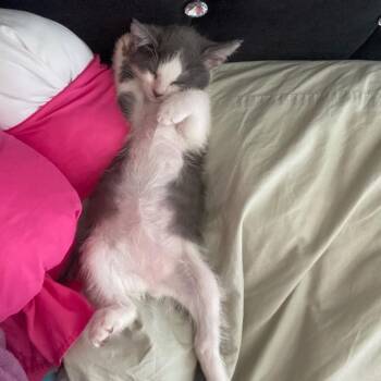 Mermi -  Domestic Short Hair Cat for Adoption in Los Angeles, California - Mermi | PetCurious