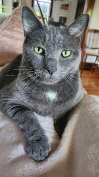Rescue Domestic Short Hair Cats for Adoption in Melrose, Massachusetts - Ahumada | PetCurious