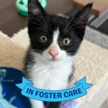 CATMAN -  Domestic Short Hair Cat for Adoption in Tallahassee, Florida - CATMAN | PetCurious