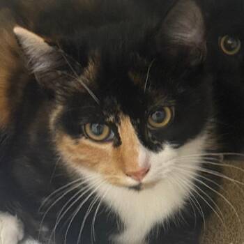 Maxine -  Domestic Short Hair Cat for Adoption in Winston-salem, North Carolina - Maxine | PetCurious