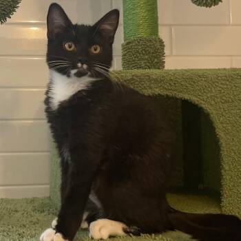 Domestic Medium Hair Cats Available for Adoption - Domino | PetCurious