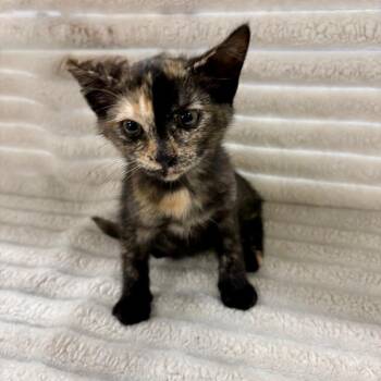 Ivy -  Domestic Short Hair Cat for Adoption in Fulton, Missouri - Ivy | PetCurious