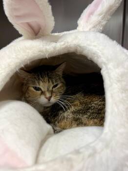 Torbie Cats Available for Adoption - Peaches | PetCurious