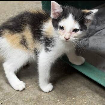 Millie -  Domestic Short Hair Cat for Adoption in Midland, Texas - Millie | PetCurious