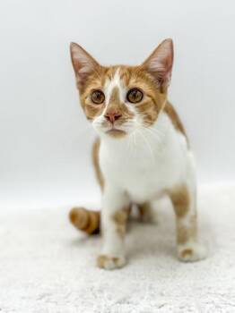Jude -  Domestic Short Hair Cat for Adoption in Bowling Green, Kentucky - Jude | PetCurious