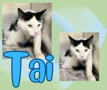 Rescue Domestic Medium Hair Cats for Adoption in Hopkinsville, Kentucky - Tai | PetCurious