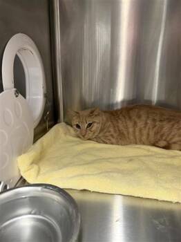 Domestic Short Hair Cats Available for Adoption in West Chester, Pennsylvania - Eagle | PetCurious