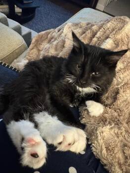 Rescue Domestic Short Hair Cats for Adoption in Carnegie, Pennsylvania - Sam | PetCurious