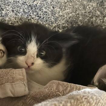 Lavender -  Domestic Medium Hair Cat for Adoption in Pasadena, California - Lavender | PetCurious