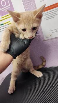 Killer -  Domestic Short Hair Cat for Adoption in El Paso, Texas - Killer | PetCurious