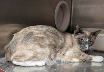 Rescue Snowshoe and Siamese Cats for Adoption in Powder Springs, Georgia - SHAMIR | PetCurious