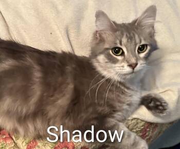 Domestic Medium Hair Cats Available for Adoption in Colfax, Iowa - Shadow | PetCurious