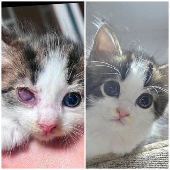 Merv -  Domestic Medium Hair Cat for Adoption in Winchester, Virginia - Merv | PetCurious