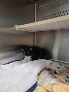 Spice -  Domestic Long Hair Cat for Adoption in Athens, Tennessee - Spice | PetCurious
