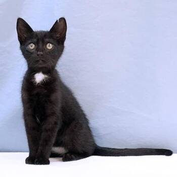 Simone -  Domestic Short Hair Cat for Adoption in Maynardville, Tennessee - Simone | PetCurious