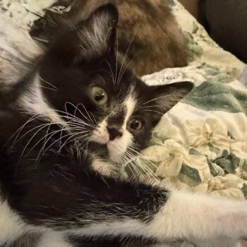 Colter Willingham -  Domestic Short Hair Cat for Adoption in Woodstock, Virginia - Colter Willingham | PetCurious