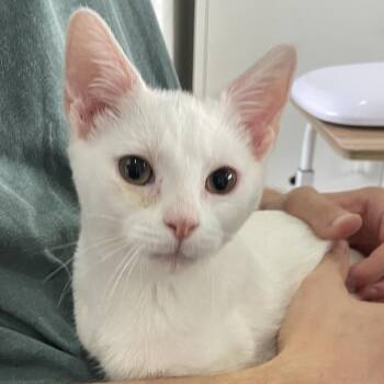 Cricket -  Domestic Short Hair Cat for Adoption in Chapel Hill, North Carolina - Cricket | PetCurious