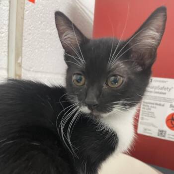 Enoch -  American Shorthair Cat for Adoption in Edinburg, Texas - Enoch | PetCurious