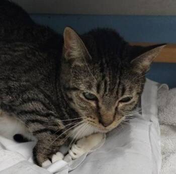 Domestic Short Hair Cats Available for Adoption - Sweetie | PetCurious