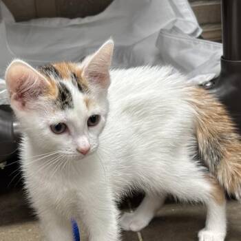 Make A Change -  Domestic Short Hair Cat for Adoption in Davenport, Iowa - Make A Change | PetCurious