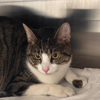 Domestic Short Hair Cats Available for Adoption in Philadelphia, Pennsylvania - Thor | PetCurious