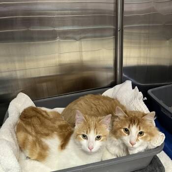 Domestic Medium Hair Cats Available for Adoption in Burlington, Ontario - Bolt | PetCurious