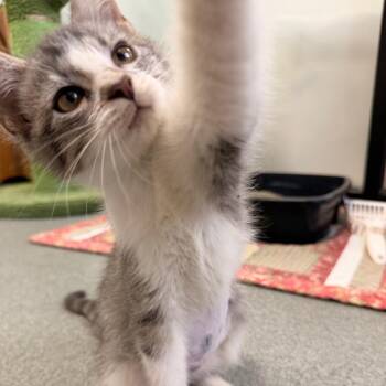 Domestic Short Hair Cats Available for Adoption - Elsa | PetCurious