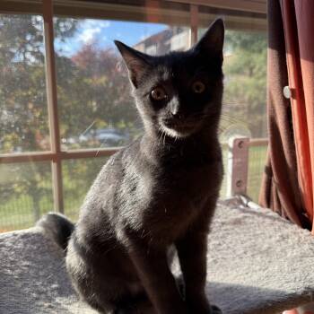 Rescue Domestic Short Hair Cats for Adoption in Calverton, Maryland - Dutch | PetCurious