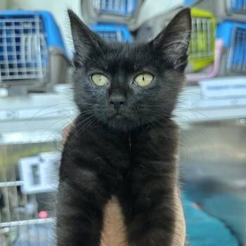 Hayes -  Domestic Short Hair Cat for Adoption in Matteson, Illinois - Hayes | PetCurious