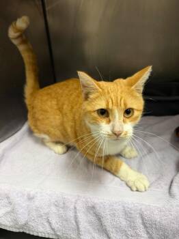 Hot Fries -  Domestic Short Hair Cat for Adoption in Little Rock, Arkansas - Hot Fries | PetCurious