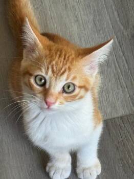 Nolan -  Tabby and Domestic Short Hair Cat for Adoption in Vacaville, California - Nolan | PetCurious