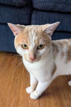 Rescue Domestic Short Hair Cats for Adoption in Arthur, Ontario - Soprano | PetCurious